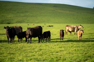 Stud Beef bulls and cows grazing on grass in a field, in Australia. breeds include speckle park,...