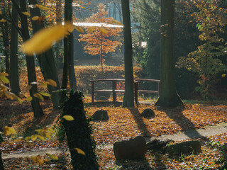 Drewniana kładka nad strumykiem w parku dworski w mieście Iłowa w Polsce. Jest jesień, ziemię przykrywa warstwa żółtych liści.