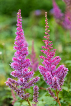 False goatsbeard (astilbe arendsii) flowers
