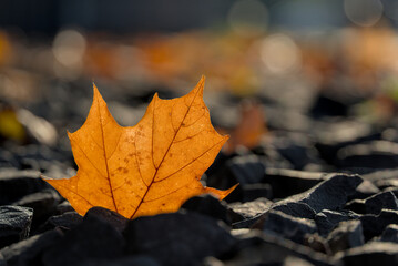 Selective focus shot of a fallen yellow leaf on a gravel path