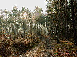 Mgła unosząca się nad leśną drogą i między gałęziami drzew oświetlana promieniami słońca. 