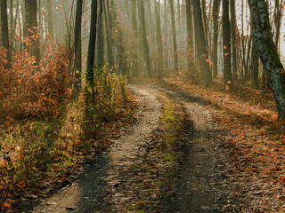 Leśna droga o poranku. Nad drogą, między gałęziami drzew unosi się mgła oświetlana promieniami słońca. - obrazy, fototapety, plakaty