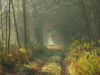 Leśna droga o poranku. Nad drogą, między gałęziami drzew unosi się mgła oświetlana promieniami słońca.