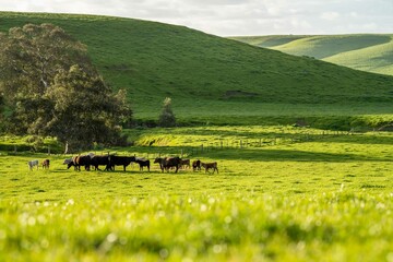 Stud Beef bulls and cows grazing on grass in a field, in Australia. breeds include speckle park,...