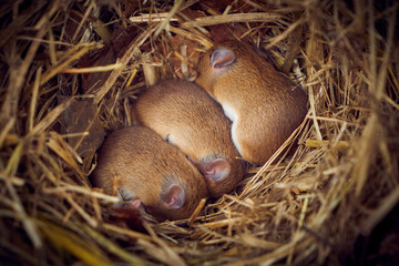 Baby mice sleeping in nest in funny position (Mus musculus)