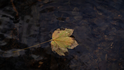 Ahornblatt im Fluss Textfreiheit