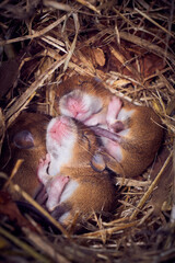 Baby mice sleeping in nest in funny position (Mus musculus)