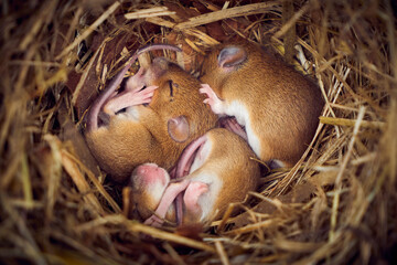 Baby mice sleeping in nest in funny position (Mus musculus)