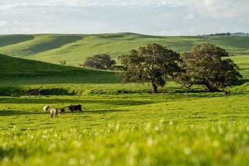 Stud Beef bulls and cows grazing on grass in a field, in Australia. breeds include speckle park,...
