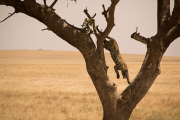 Fototapeta na wymiar cheeta leaping from tree in serengeti national park