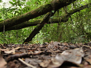 Fototapeta premium Tree in the forest