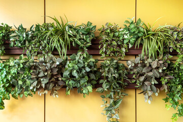 Green plants hanging on yellow wall of street cafe. Floral decoration of restaurant terrace. Eco concept in eatery design.