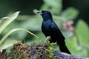 White Lined Tanager, brightly colored bird showing the fine feather detail perched on a branch with...