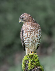 Savanna Hawk, brightly colored bird showing the fine feather detail perched on a branch with good lighting in the tropical forested areas of Trinidad West Indies