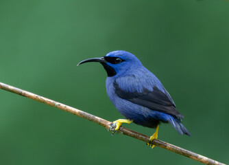 Purple Honeycreeper, brightly colored bird showing the fine feather detail perched on a branch with...