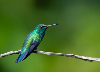 Fototapeta premium Blue Chinned Sapphire Hummingbird, brightly colored bird showing the fine feather detail perched on a branch with good lighting in the tropical forested areas of Trinidad West Indies