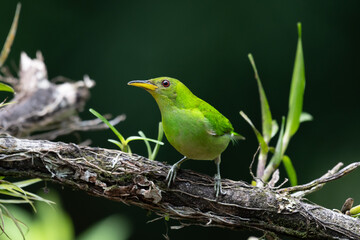 Green Honeycreeper, brightly colored bird showing the fine feather detail perched on a branch with good lighting in the tropical forested areas of Trinidad West Indies