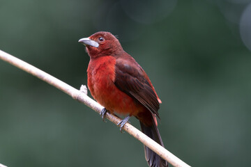 Silver Beaked Tanager, brightly colored bird showing the fine feather detail perched on a branch with good lighting in the tropical forested areas of Trinidad West Indies
