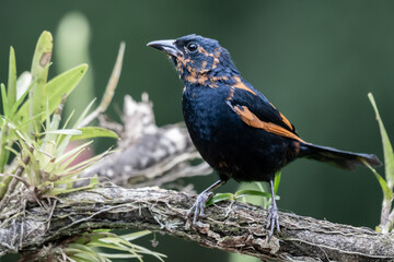 White Lined Tanager, brightly colored bird showing the fine feather detail perched on a branch with...