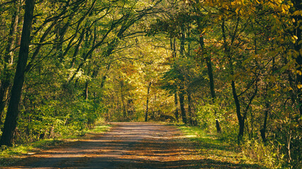 asphalt road overgrown with autumn trees from the forest.