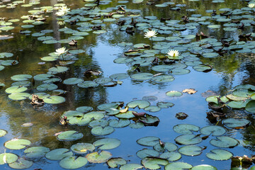 Vitoria Regia