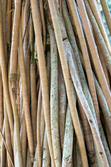 Pandanus Utilis Bory