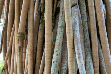 Pandanus Utilis Bory