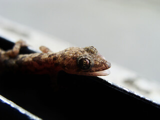 lizard gecko