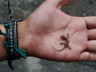 small lizard on the hand