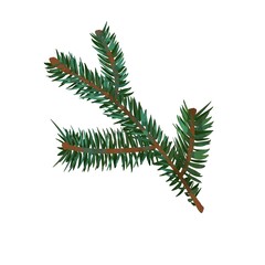 Watercolor spruce branch. A branch of a Christmas tree. Watercolor illustration on a white background