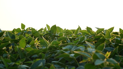 Green ripening soybean field, agricultural landscape. Flowering soybean plant. Soy plantations at sunset. Against the background of the sun. soybeans.