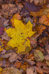 yellow autumn leaf lying on a carpet of other leaves in an autumn forest
