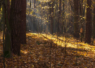 the sun's rays penetrating the trees in the forest. phenomenal forest