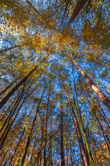 the sun's rays penetrating the trees in the forest. phenomenal forest. view of the trees from below...