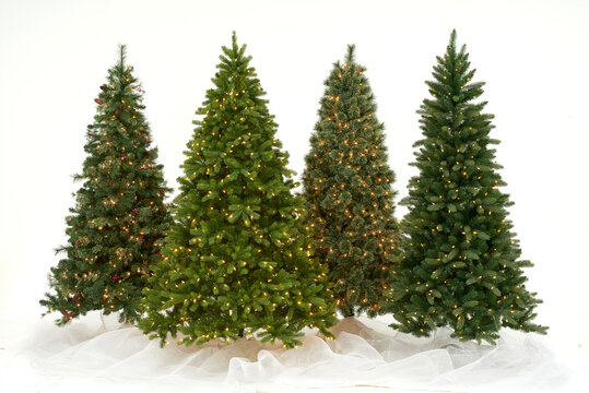 Four Christmas trees on white bkg with clear lights