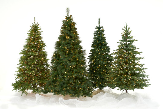 Four Christmas trees on white bkg with clear lights B