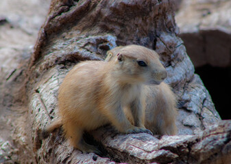baby prairie dog
