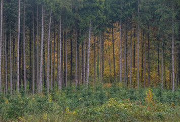 Wiederaufforstung im herbstlichen Mischwald 