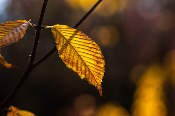 Obraz premium autumn leaves on a tree