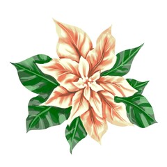 Watercolor Poinsettia. Christmas star. Christmas flower isolated on a white background