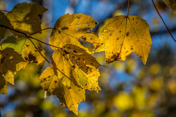 Autumn leaves backlit