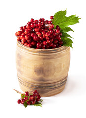 Viburnum red berry in small cask isolated on white