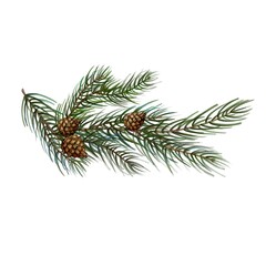 Spruce Branch. Watercolor illustration of a Spruce Branch  Idea for postcards, stickers, calendars, books.