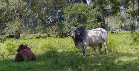 Large male free range Zebu cattle - Bos taurus indicus  - used as draught and riding animals, dairy...