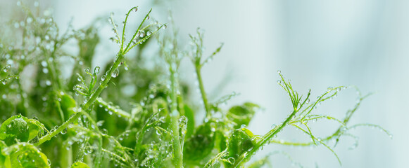 Close up of pea microgreen sprouts with drops of water on white background