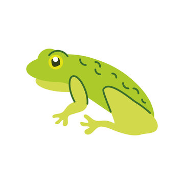 green frog cartoon