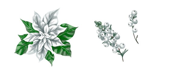 Watercolor Poinsettia. Christmas star. Christmas flower isolated on a white background