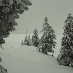 Snow covered fir trees