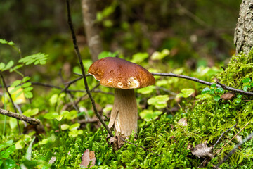 Russia. Leningrad region. August 29, 2021. Edible white mushroom in a clearing in the forest.