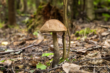 Russia. Leningrad region. August 29, 2021. Edible mushroom podberezovik in a clearing in the forest.